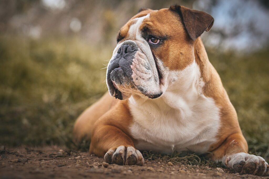 Bulldog