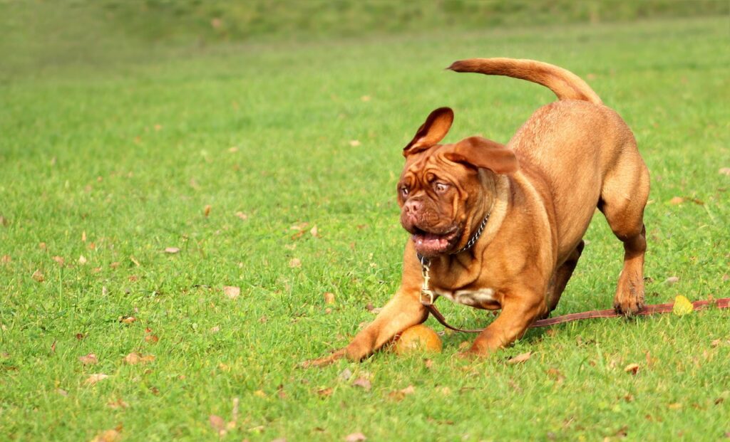 Brain games for dogs