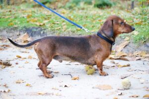 Dachshund