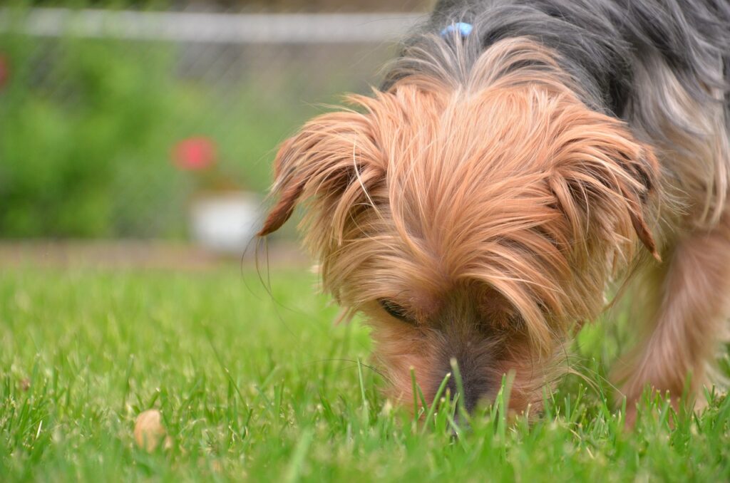 How to stop a dog from eating poop home remedies