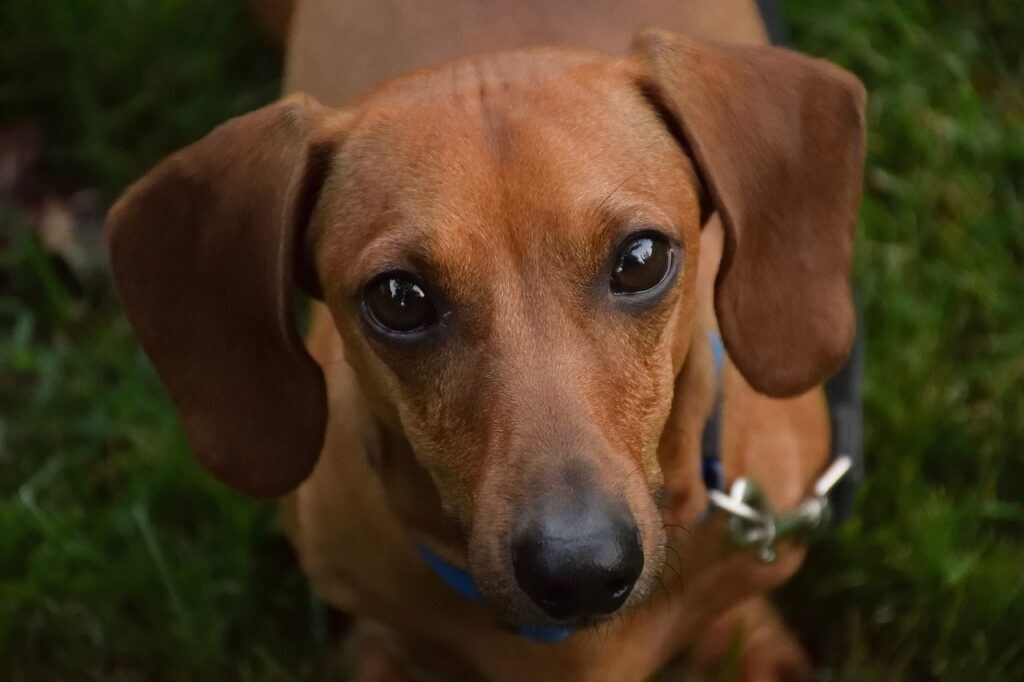 Dachshund