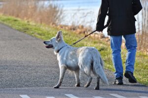 How to Teach a Dog to Heel