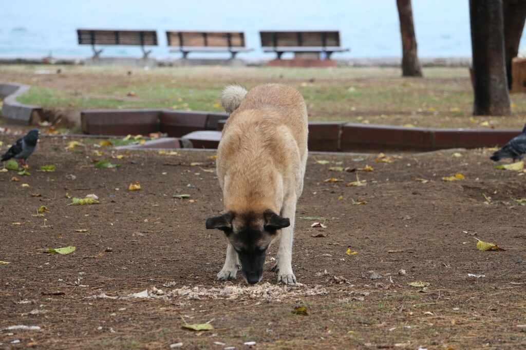 dog, eating, food-2896428.jpg