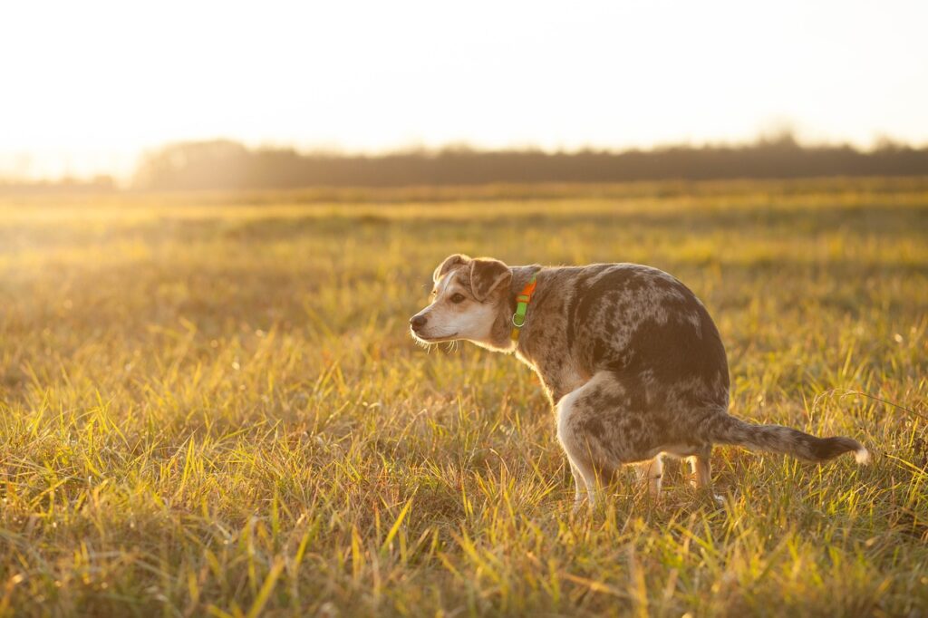 dog, grass, defecating-5928690.jpg