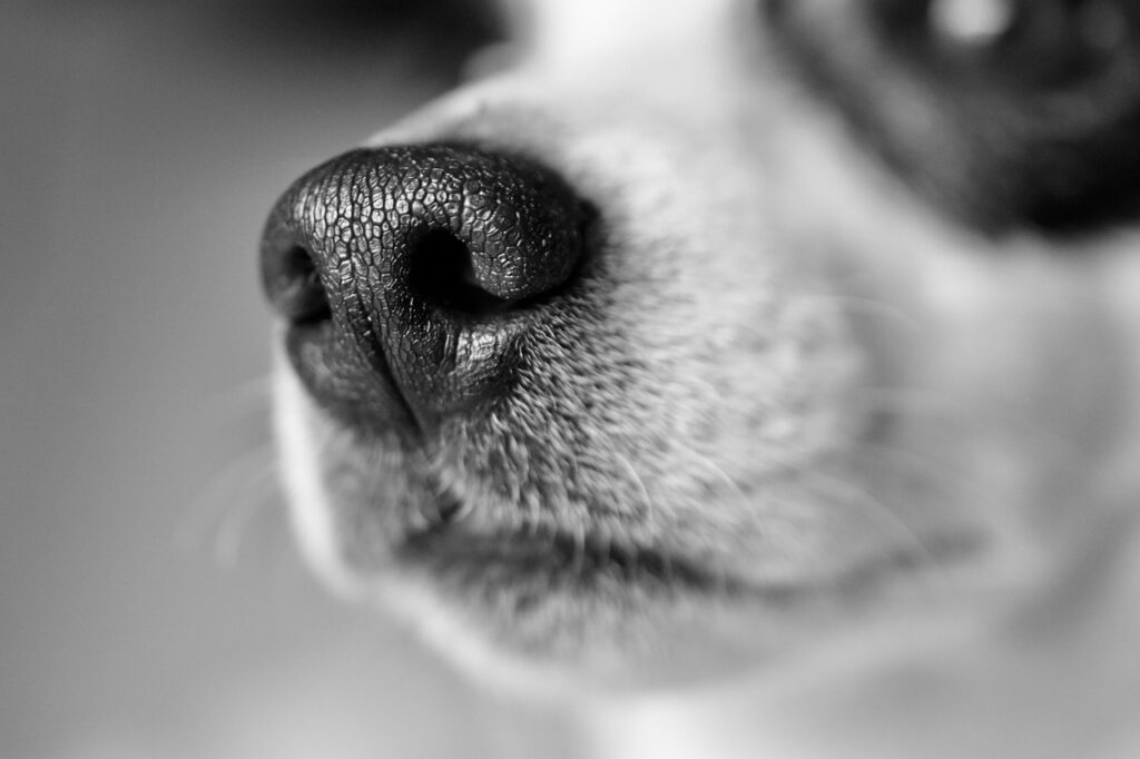 Why do dogs have wet noses