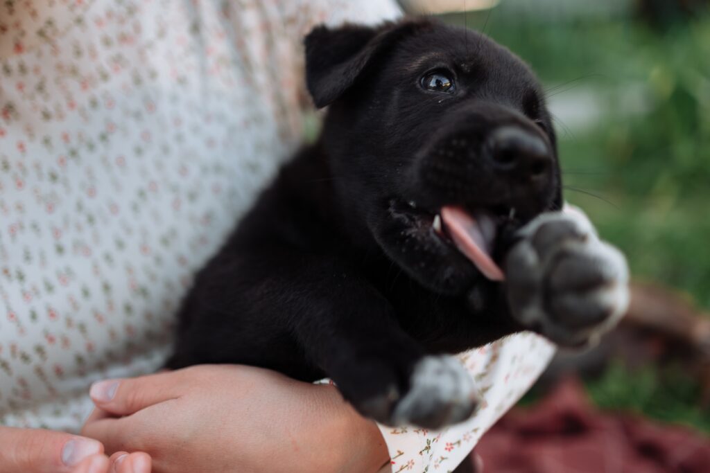 Why Do Dogs Love Belly Rubs