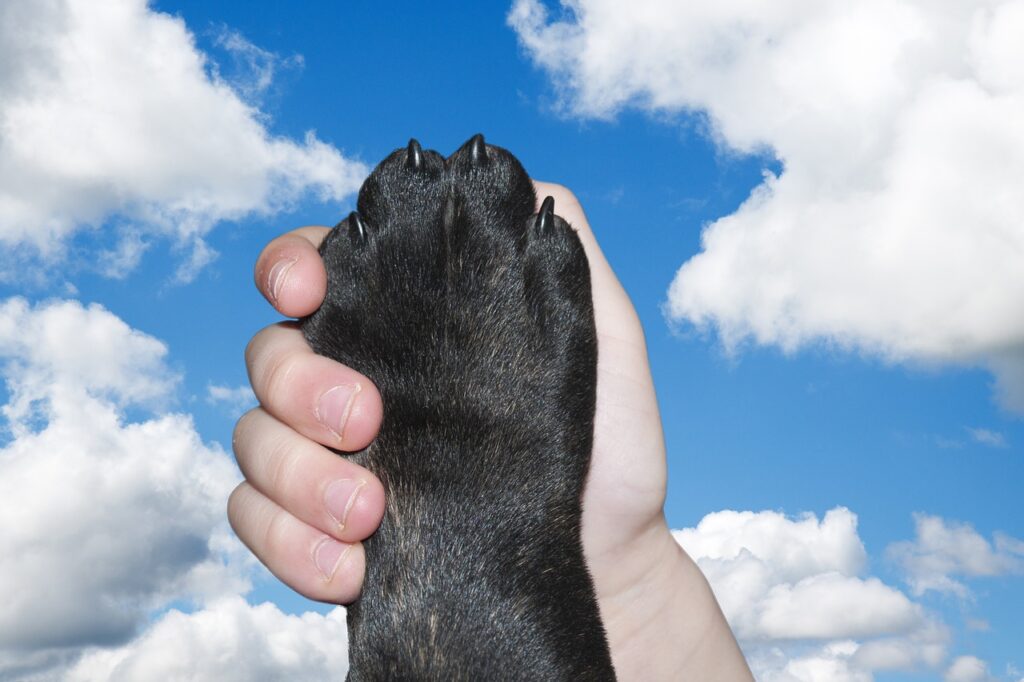 How to Find the Quick on Black Dog Nails