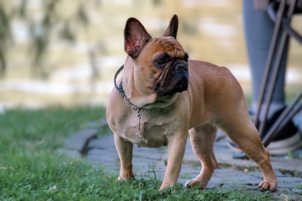 Off-Leash Training for Dogs