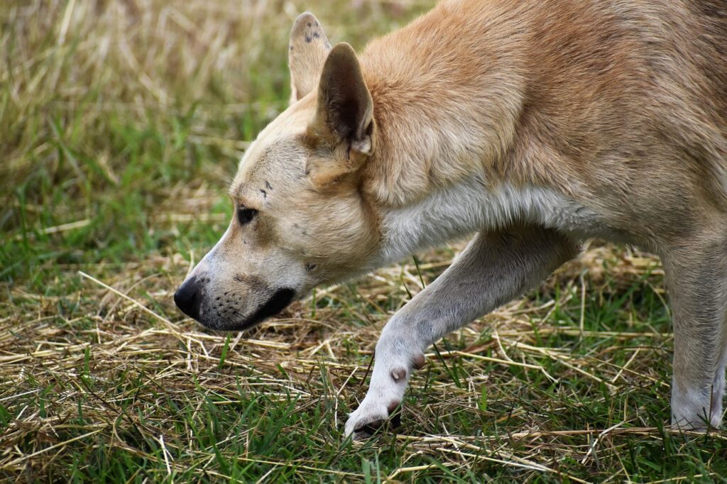 Coydog