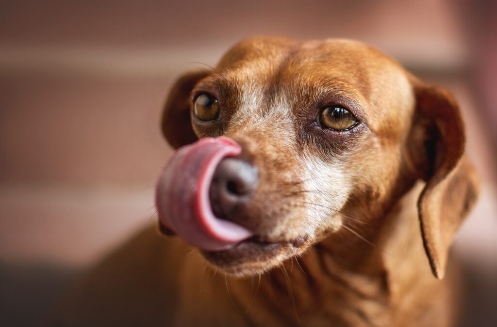 Why do dogs lick the air