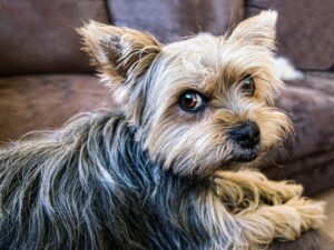 Yorkshire Terrier