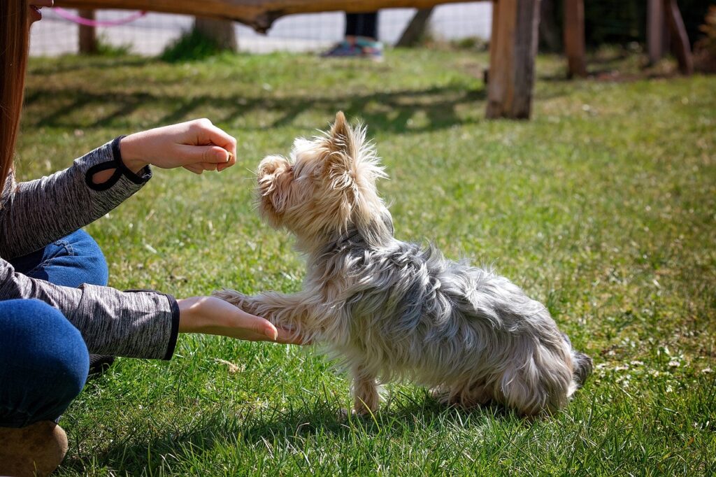 Dog behaviorist