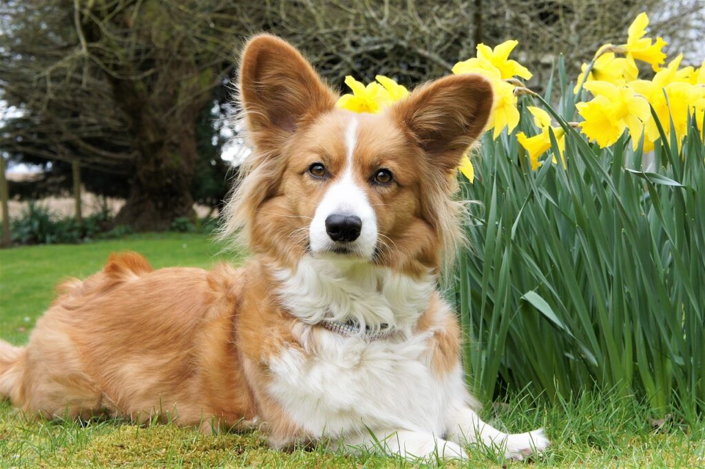 Are corgis hypoallergenic