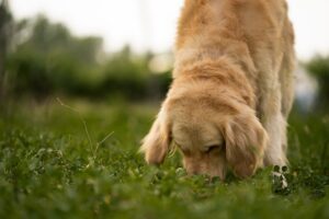 How to stop a dog from eating poop home remedies