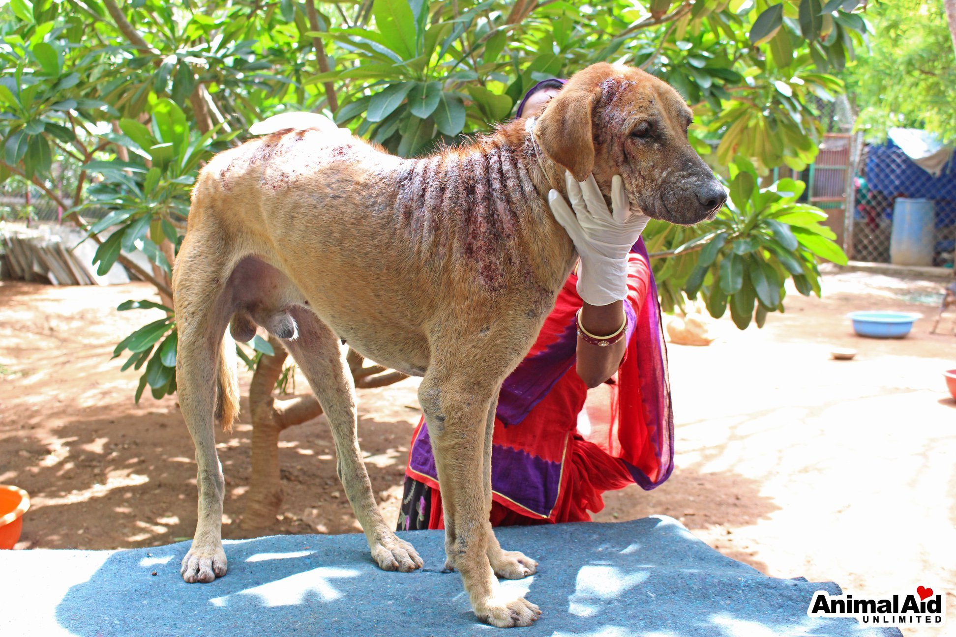 what-is-dog-mange-signs-symptoms-and-treatment-options