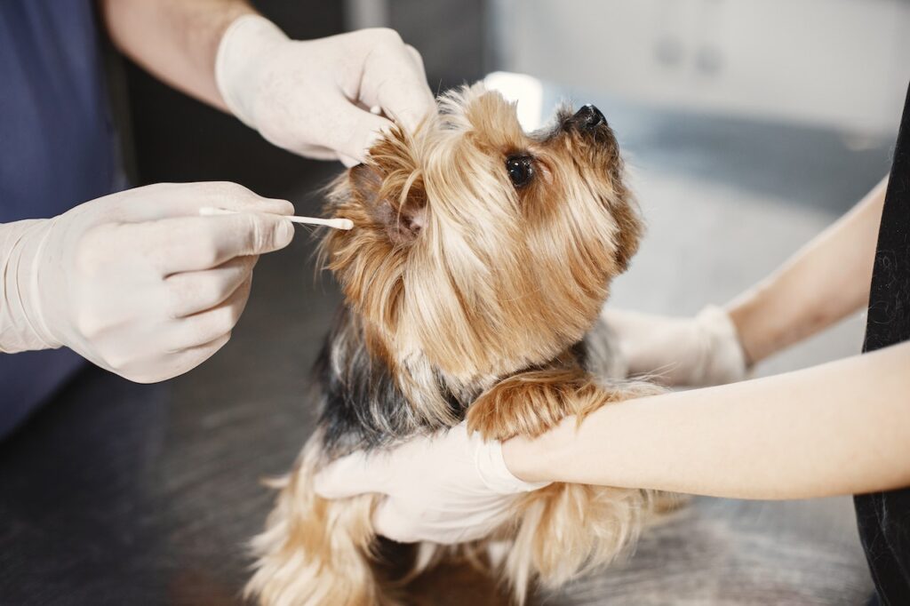 How To Clean Dog Ears At Home Naturally