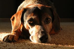 Signs of Depression in Dogs