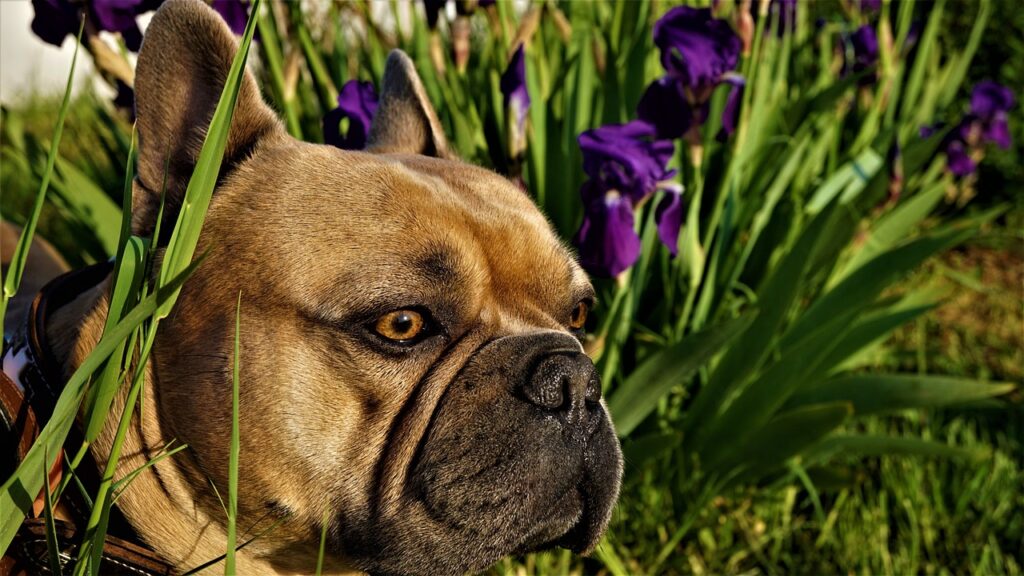 Are iris toxic to dogs