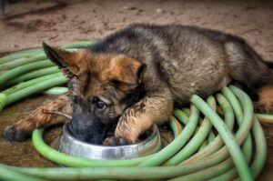 When to switch puppy to 2 meals a day