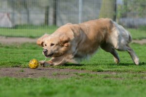 Golden retriever