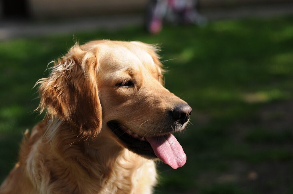 golden retriever, dog, happy-933029.jpg