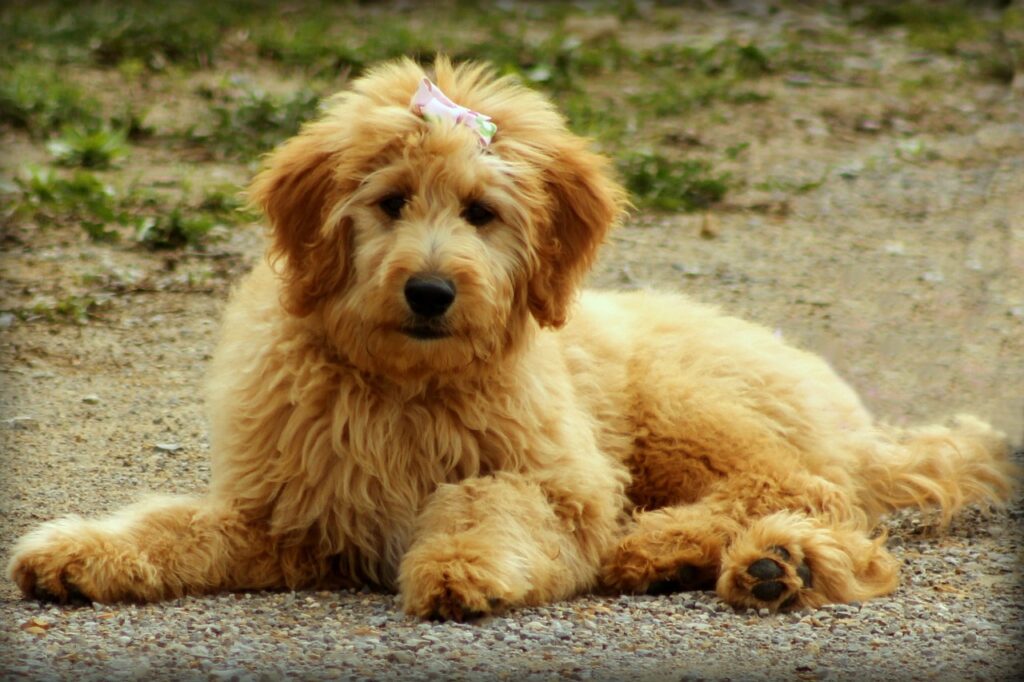 Are Goldendoodles Hypoallergenic