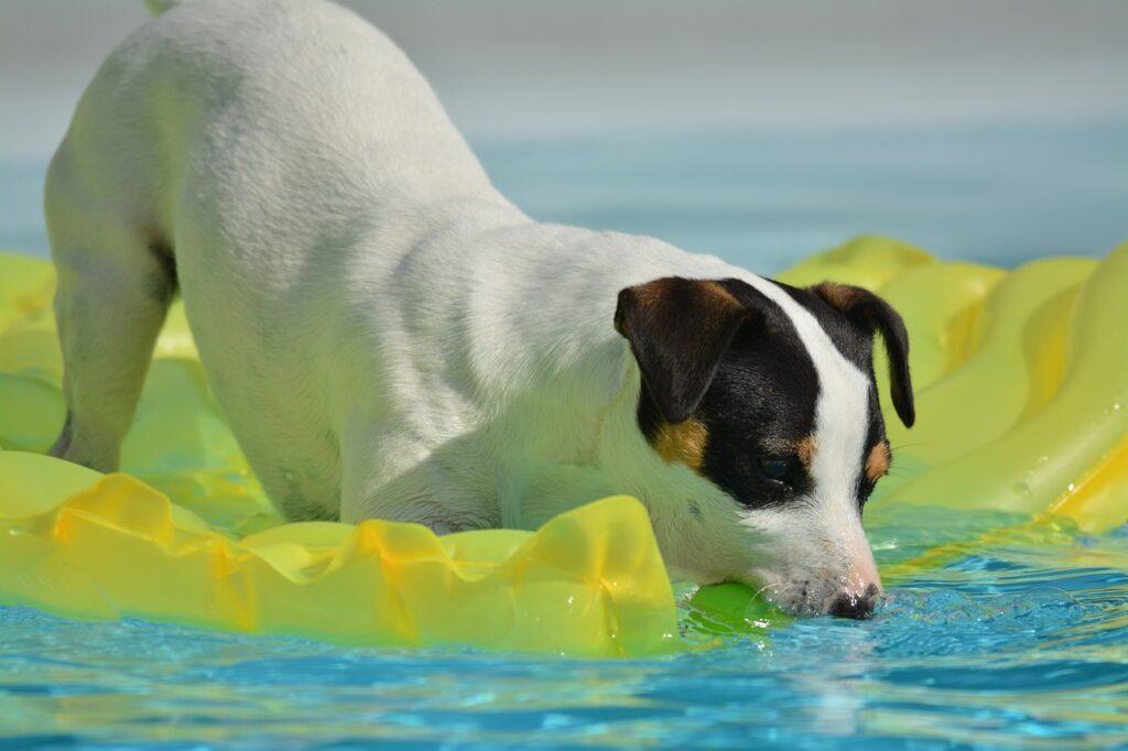 How to Keep Dogs Cool in Summer