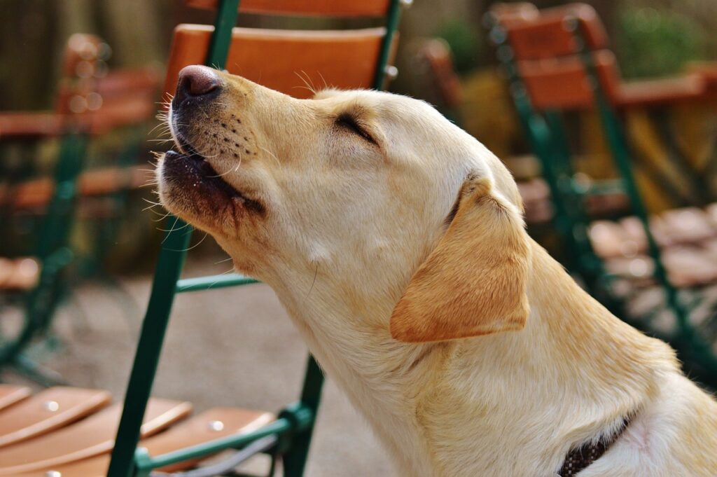 labrador, dog, cute-1287297.jpg