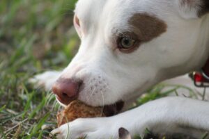 Why do puppies eat poop