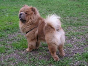 Chow Chow