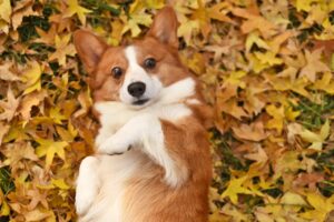 Are corgis hypoallergenic