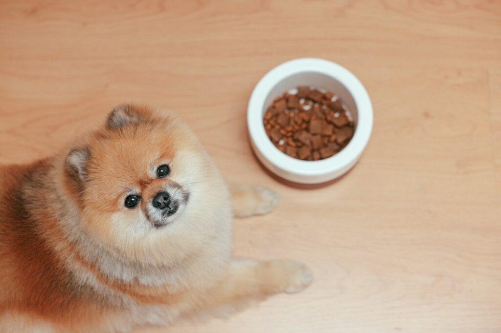 When can puppies eat dry food