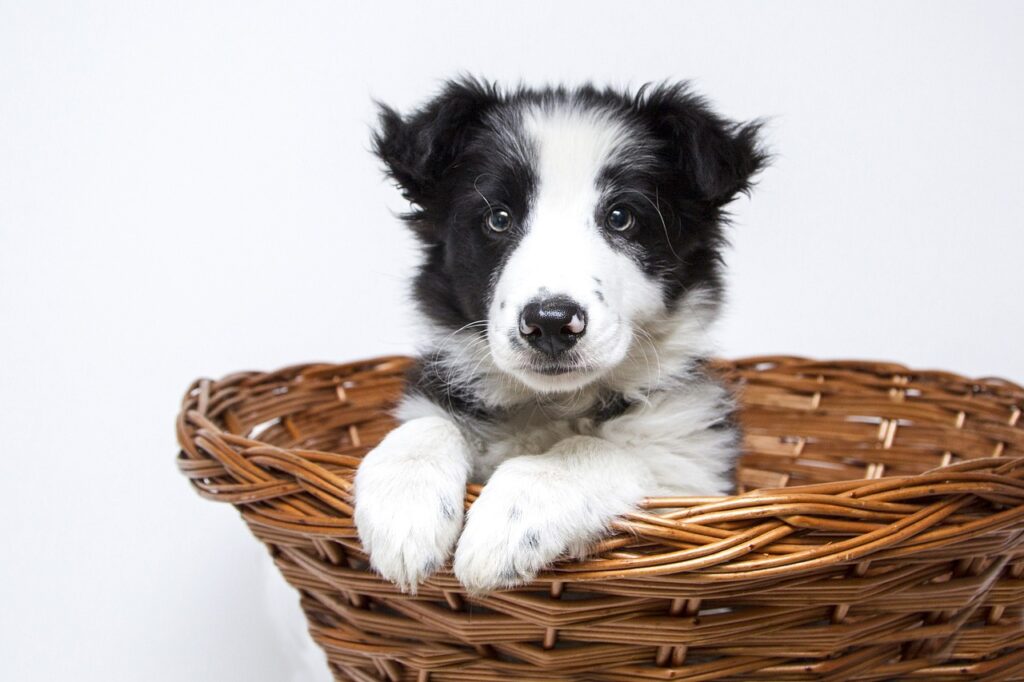 puppy, dogs, collie-2298832.jpg