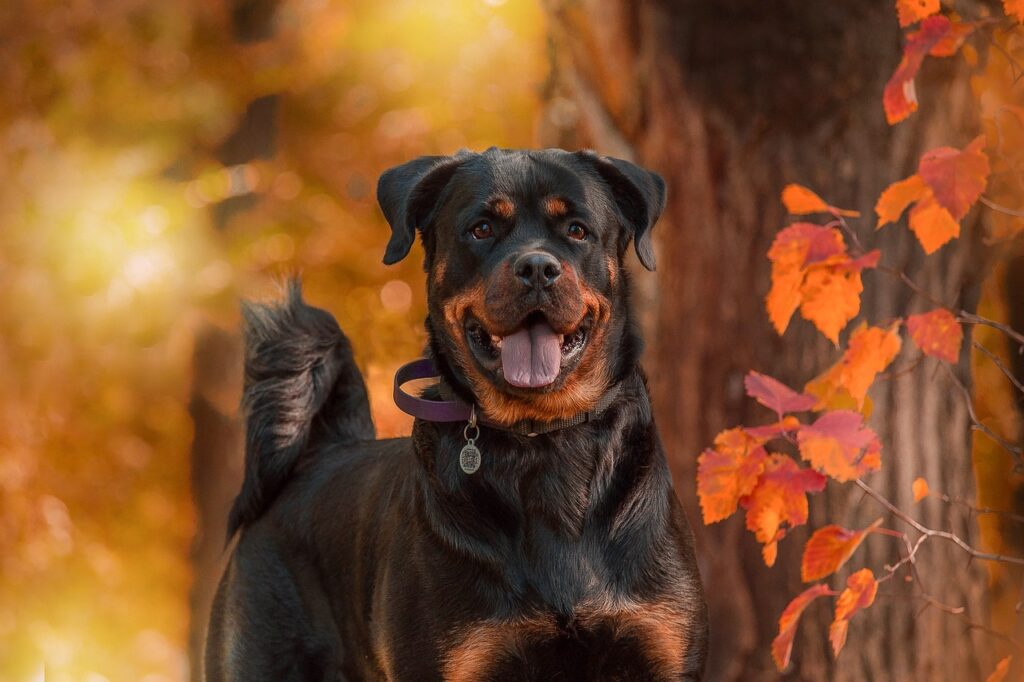 Why do Rottweilers growl when happy