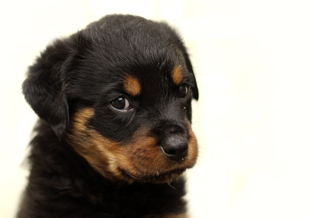 rottweiler, puppy, dog-869013.jpg