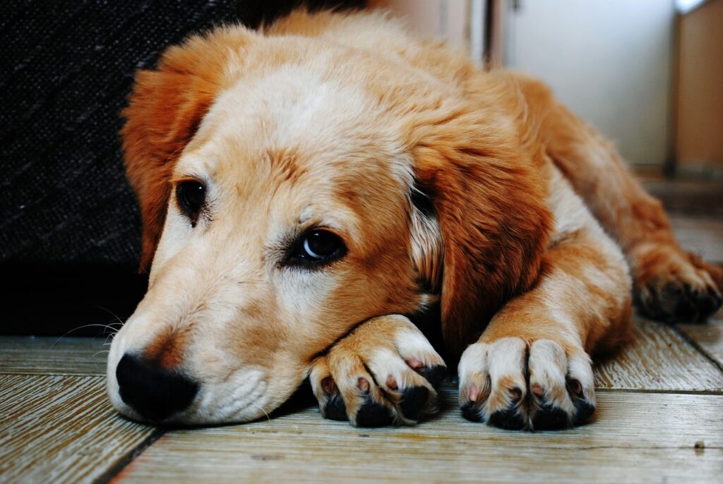 7 signs your dog is in pain