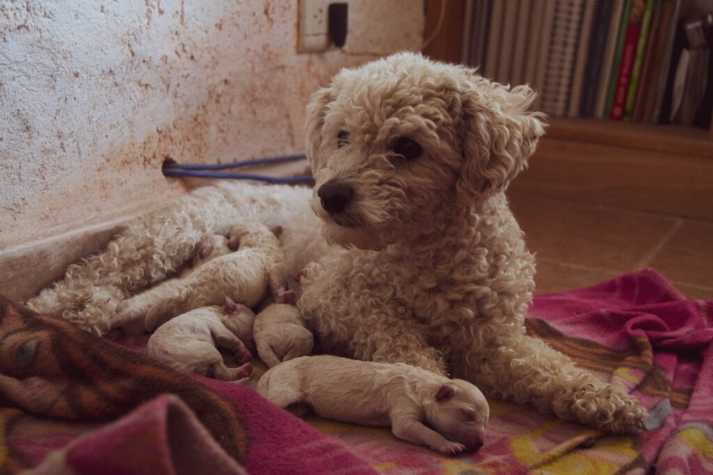 Weaning puppies