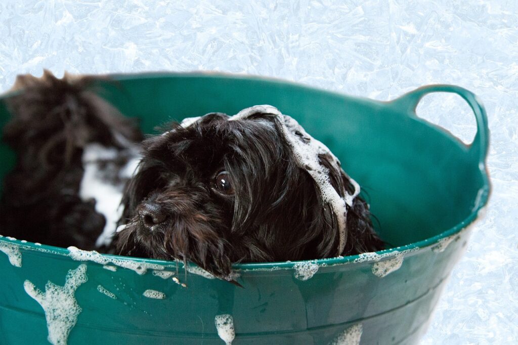 When can you bathe a puppy