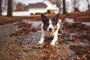 Why Do Dogs Eat Rocks?