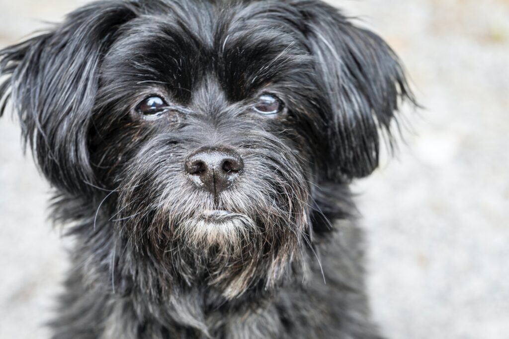 Affenpinscher