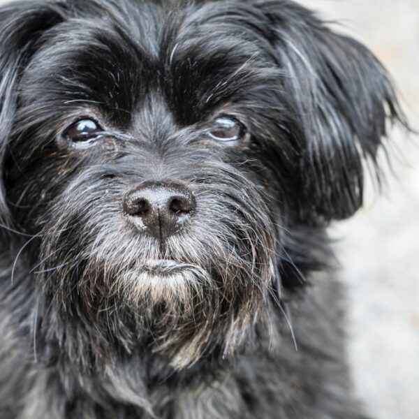 Affenpinscher