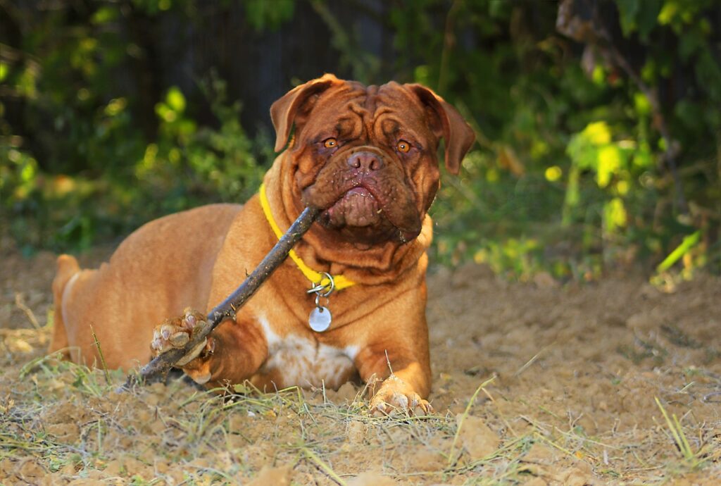 3 Tips to Control Disobedient Dog