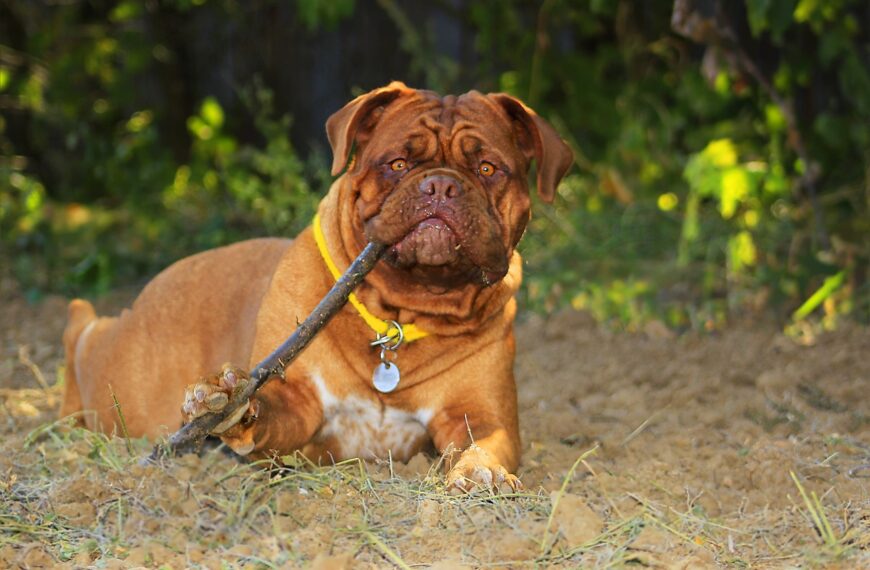 3 Tips to Control Disobedient Dog