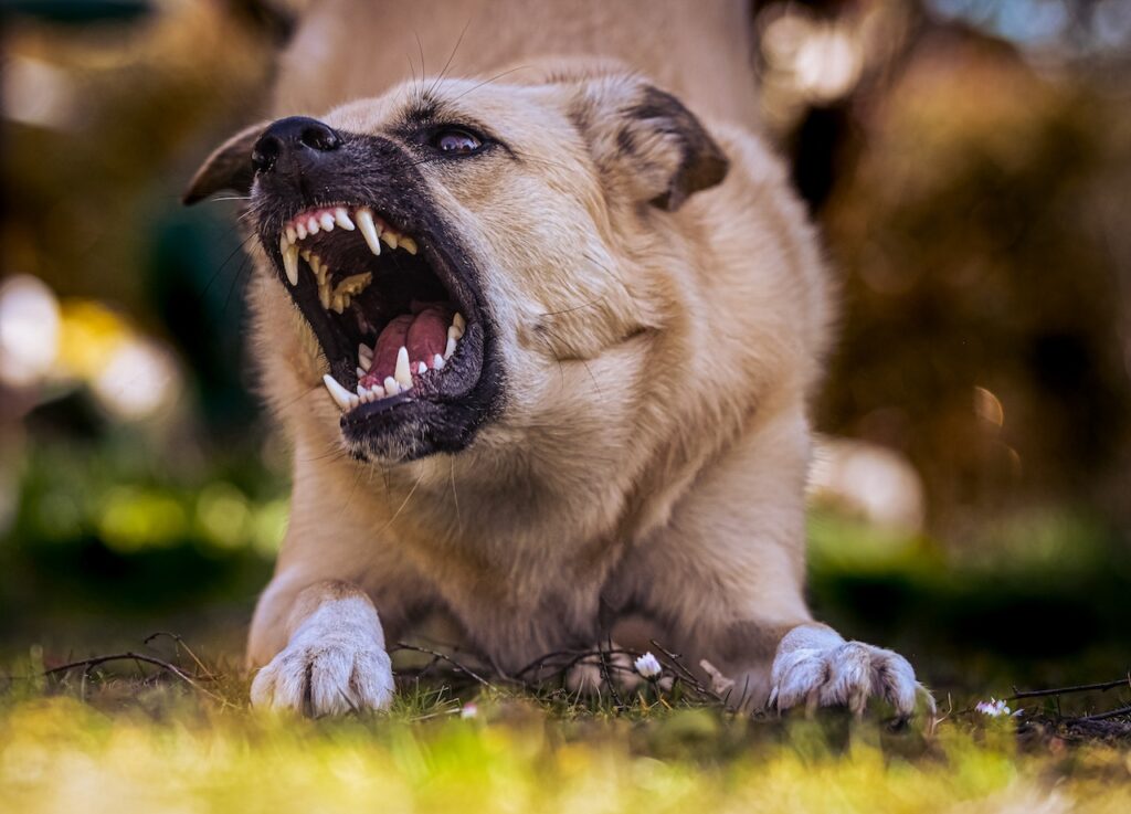 Things That Will Make Your Dog Aggressive