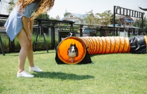 Dog Behavioral Trainer vs Dog Trainer