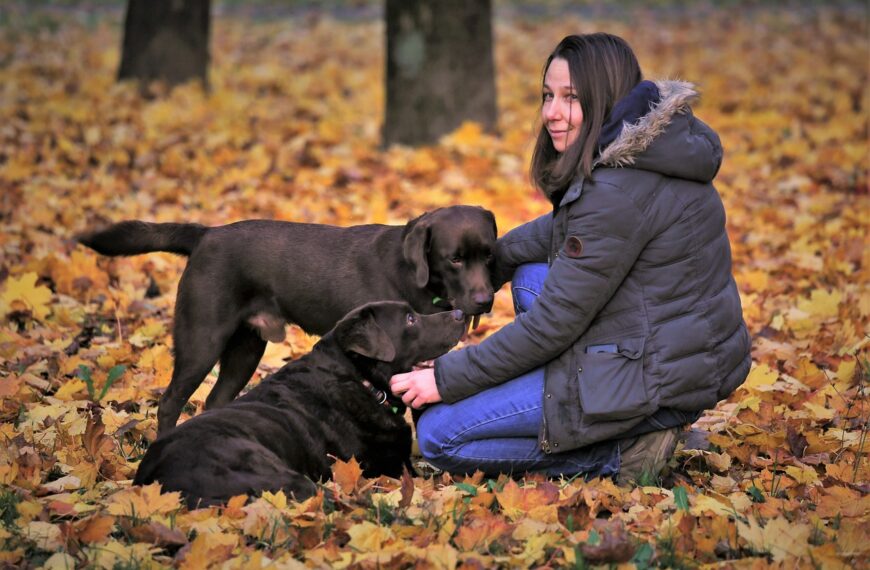 Dog Trainer