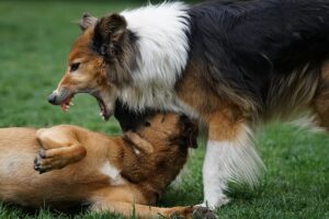 Things That Will Make Your Dog Aggressive