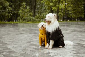 Walking dogs in the rain