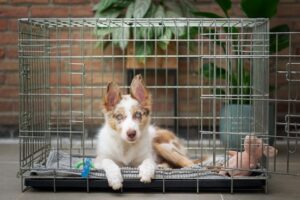 How to Crate Train an Older Dog