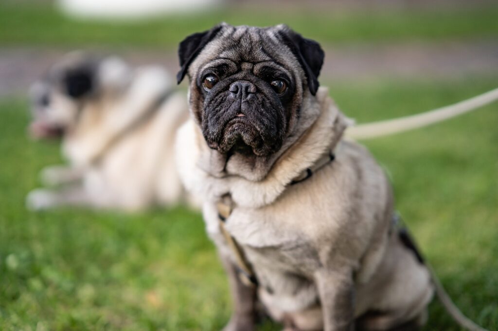 How to Tell if A Pug is Purebred